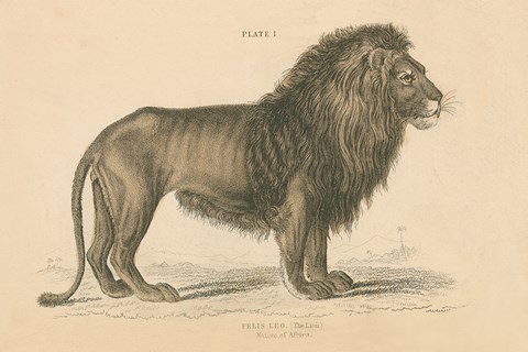 Framed Vintage Lion Print