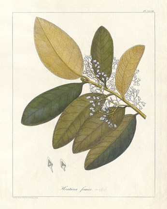 Framed Botanical Heritiera v2 Print