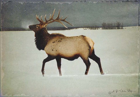 Framed Silver Mist Elk Print