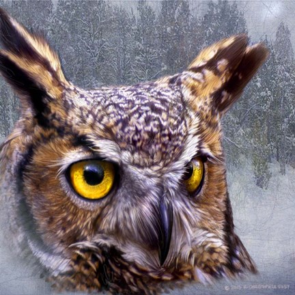 Framed Winter Owl Print