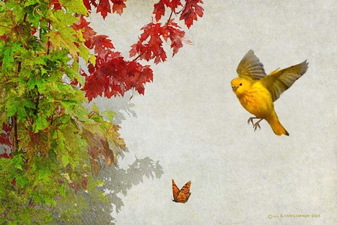 Framed Butterfly And Warbler Print