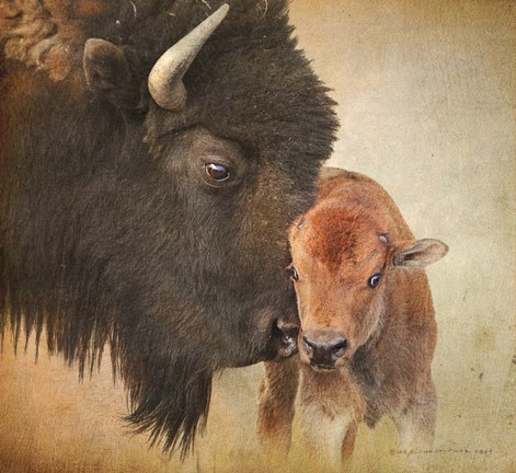 Framed Bison Mother And Calf Print