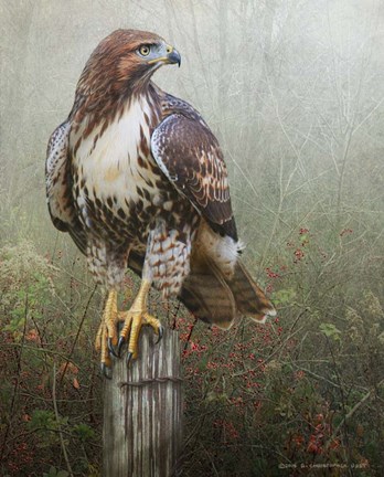 Framed Hawk And Barbed Wire Print