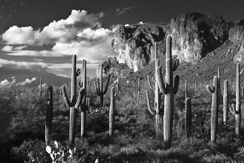 Framed Superstition Mtn Saguaros Arizona Print