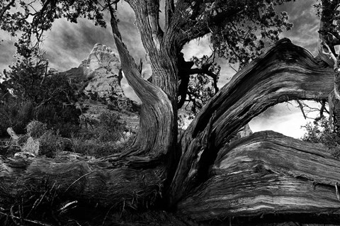 Framed Sedona Juniper Tree Print