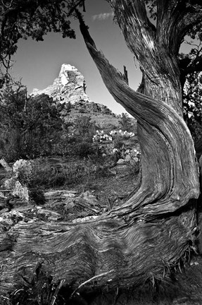 Framed Sedona Juniper Tree National Forest Print