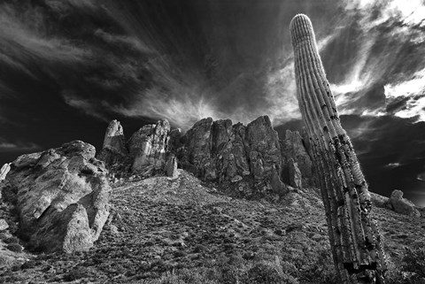 Framed Saguaros Lost Dutchman State Park Arizona Superstition Mtns 1 Print
