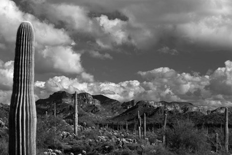Framed Arizona Superstition Mtns Saguaros 1 Print