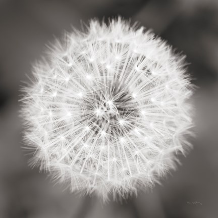 Framed Dandelion Seedhead Print