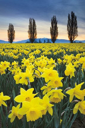 Framed Skagit Valley Daffodils I Print