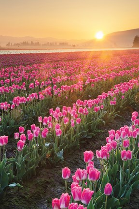 Framed Skagit Valley Tulips II Print