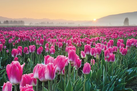 Framed Skagit Valley Tulips I Print