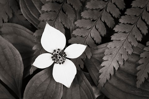 Framed Bunchberry and Ferns I BW Print