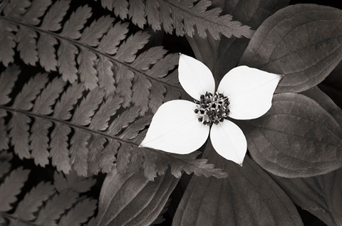 Framed Bunchberry and Ferns II BW Print