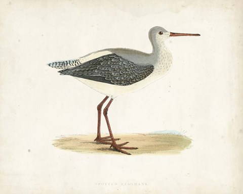 Framed Sandpiper I Print