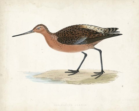 Framed Sandpiper II Print