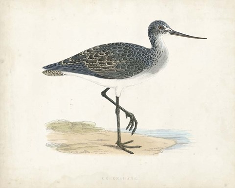 Framed Sandpiper III Print
