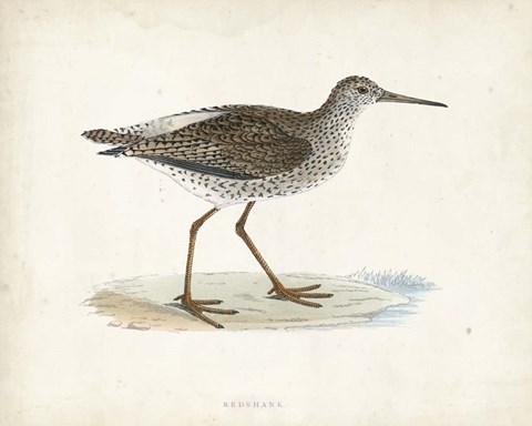 Framed Sandpiper V Print
