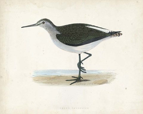 Framed Sandpiper VI Print