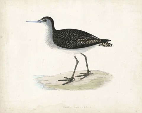 Framed Sandpiper VIII Print