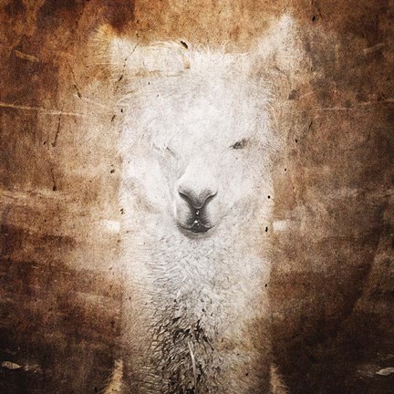 Framed Llama Print