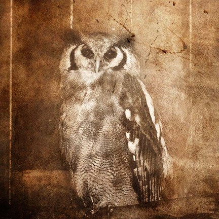 Framed Owl Print