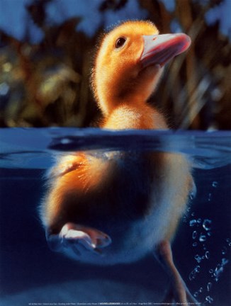 Framed Duckling Under Water Print