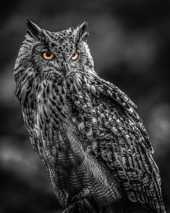 Framed Wise Owl 2  Black &amp; White Print