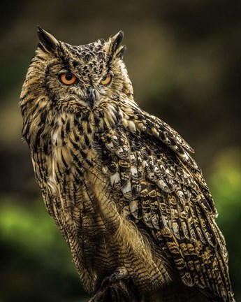 Framed Wise Owl 2 Print