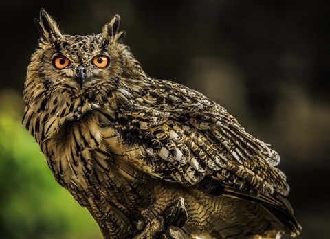 Framed Wise Owl 3 Print