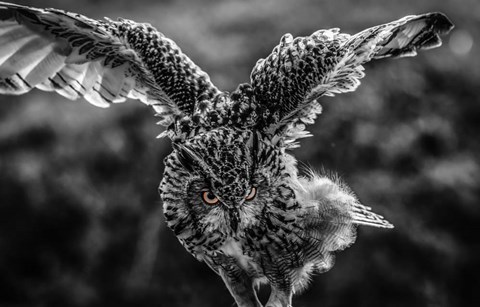 Framed Wise Owl 4 Black &amp; White Print