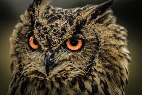 Framed Wise Owl 5 Print
