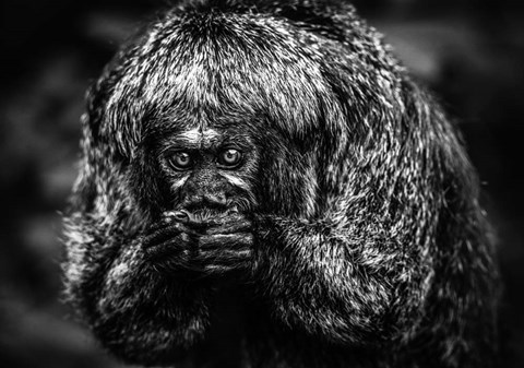 Framed Little Monkey Black &amp; White Print