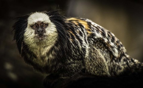 Framed Little Cute Monkey Print