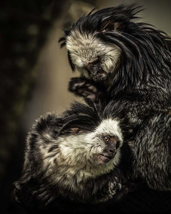 Framed Little Cute Monkeys Print