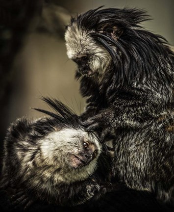 Framed Little Cute Monkeys 2 Print