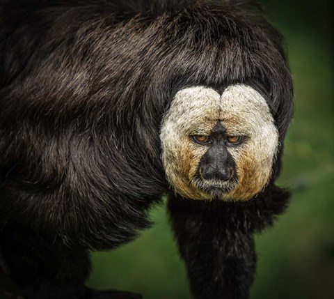 Framed Little Monkey Print