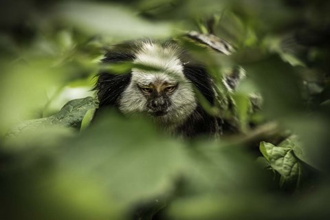 Framed Little Monkey hiding Print