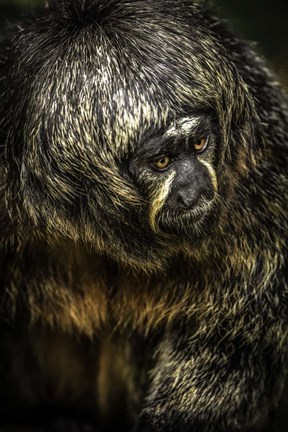 Framed Little Monkey 4 Print