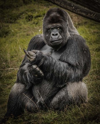 Framed Male Gorilla Black Print