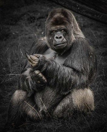 Framed Male Gorilla Print