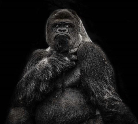 Framed Male Gorilla 2 Black Print
