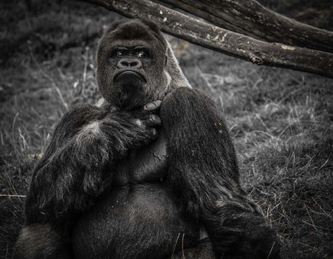 Framed Male Gorilla 2 Black Print