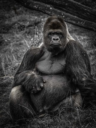 Framed Male Gorilla 3 Print