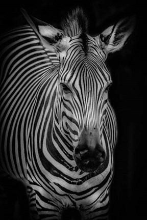 Framed Zebra 3 Black &amp; White Print