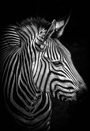 Framed Zebra 4 Black &amp; White Print