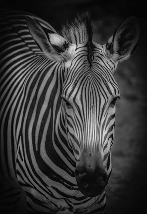 Framed Zebra 5 Black &amp; White Print