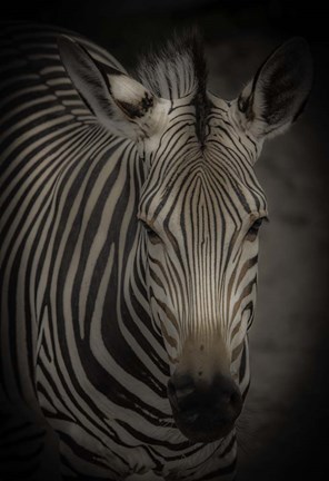 Framed Zebra 5 Print