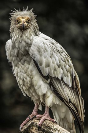 Framed White Vulture Print