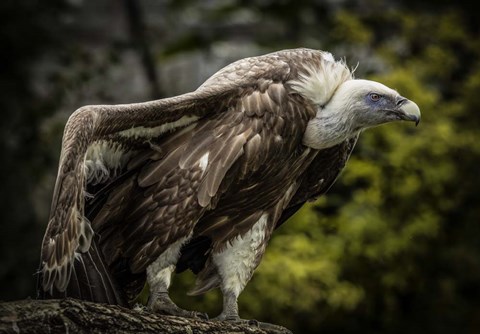 Framed Vulture 5 Print